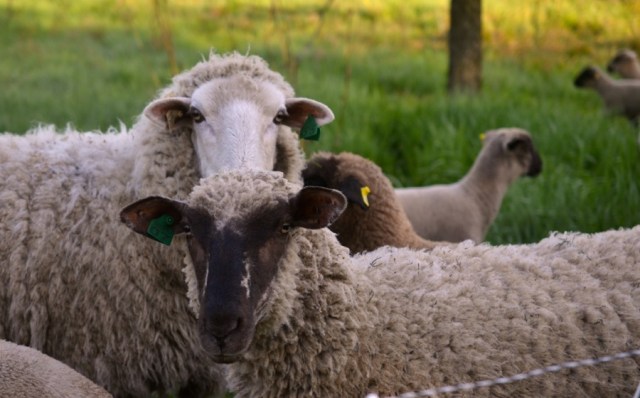 beautiful industry35