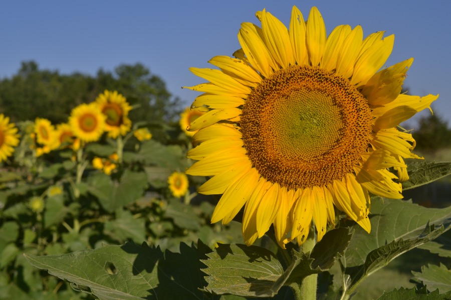 late-summer-details01