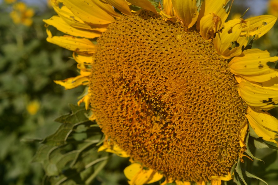 late-summer-details02