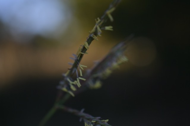 late-summer-details05