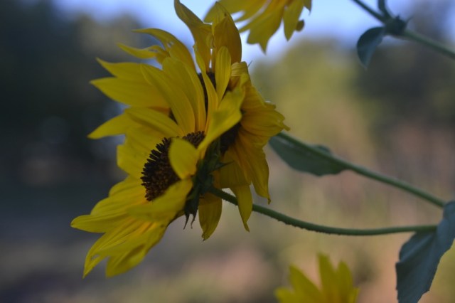 late-summer-details06