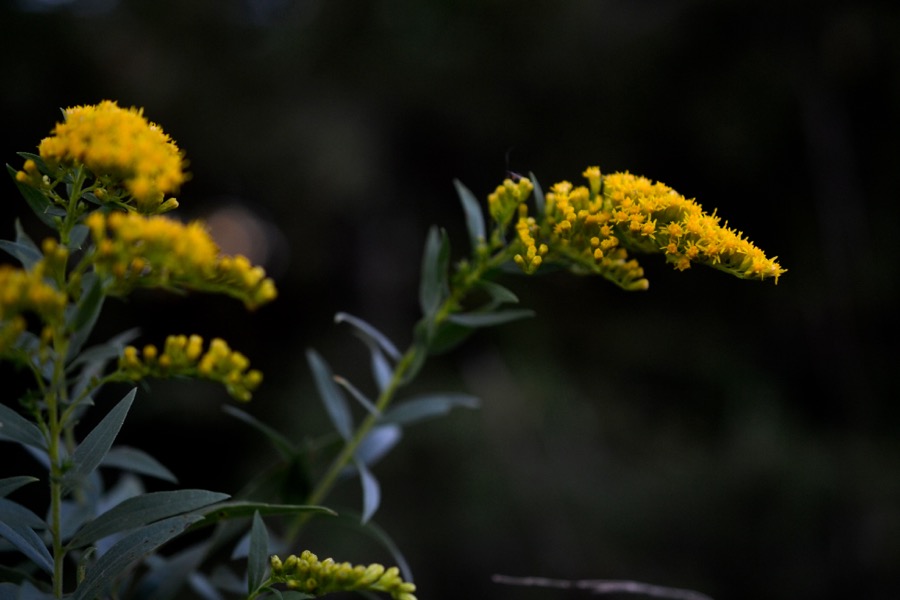 late-summer-details08