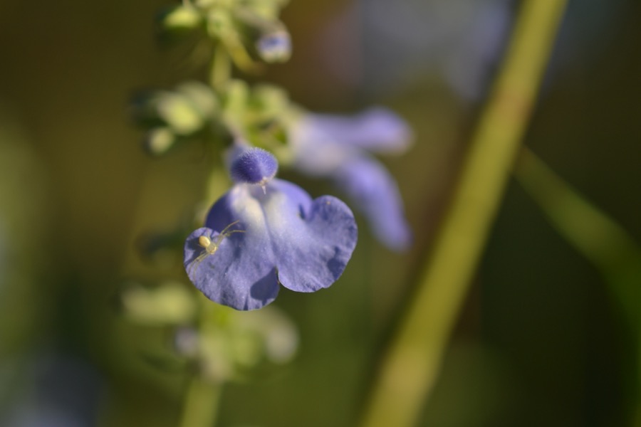 late-summer-details10