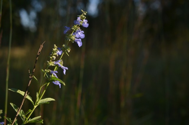 late-summer-details11