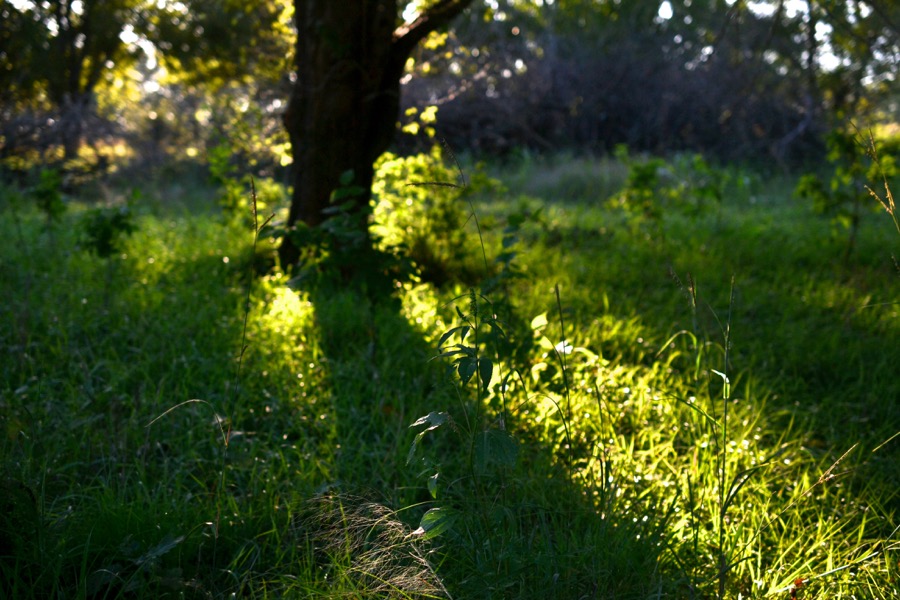 late-summer-details12