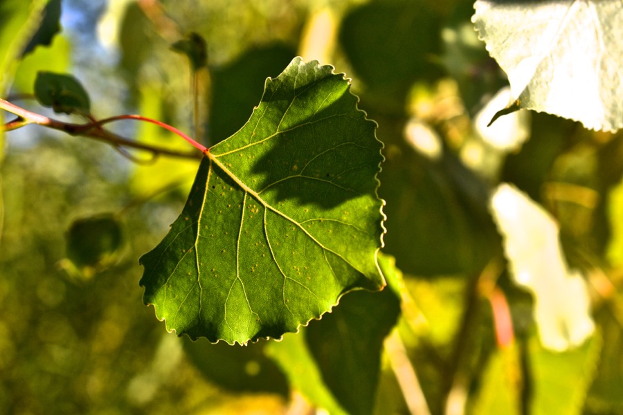 late-summer-details13