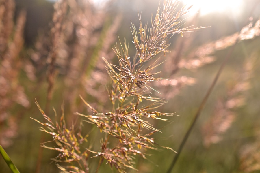 late-summer-details14