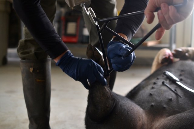 sister-hog-brother-tree-and-the-voice-of-copper01