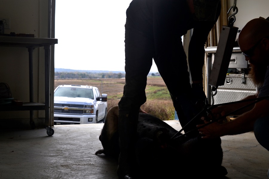 sister-hog-brother-tree-and-the-voice-of-copper02