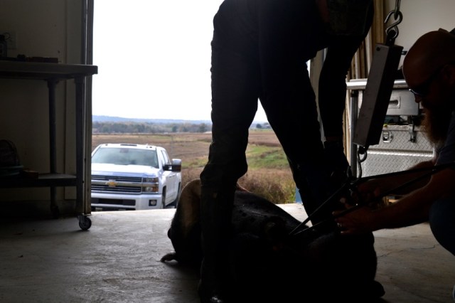 sister-hog-brother-tree-and-the-voice-of-copper02