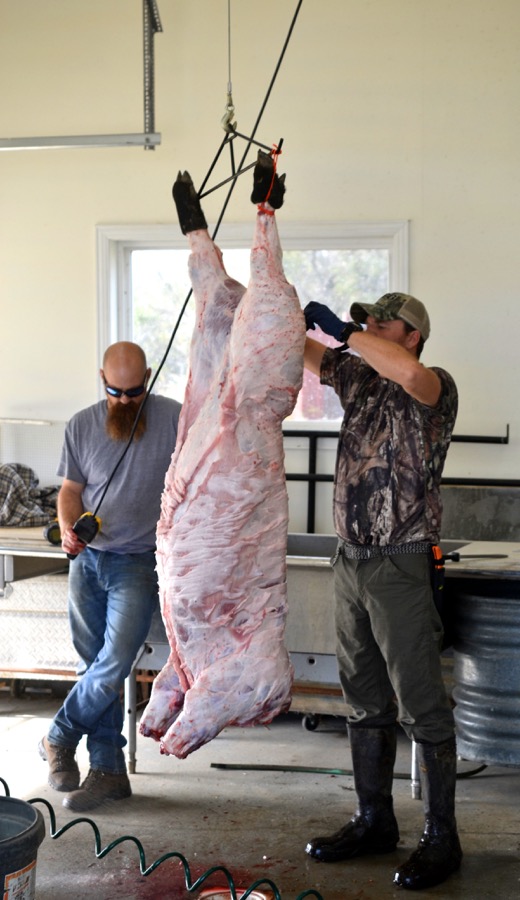 sister-hog-brother-tree-and-the-voice-of-copper04