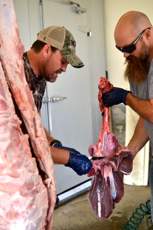 sister-hog-brother-tree-and-the-voice-of-copper05