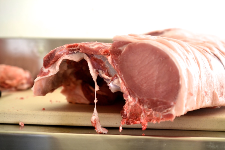 sister-hog-brother-tree-and-the-voice-of-copper09