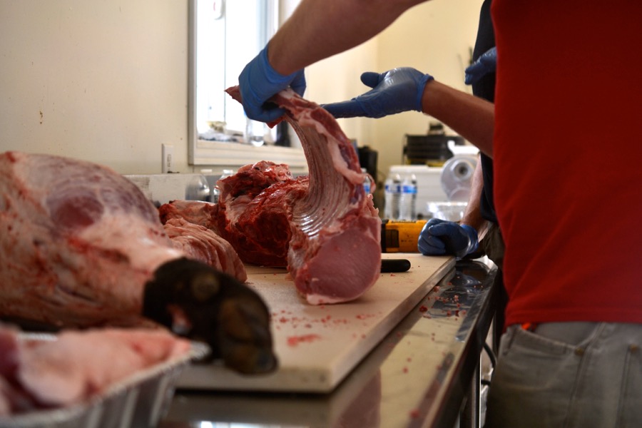 sister-hog-brother-tree-and-the-voice-of-copper11