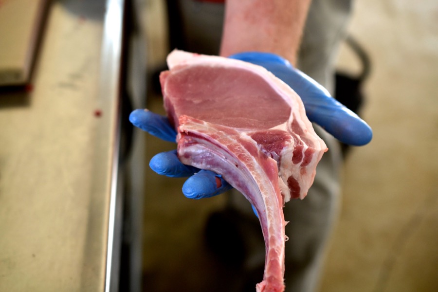 sister-hog-brother-tree-and-the-voice-of-copper12