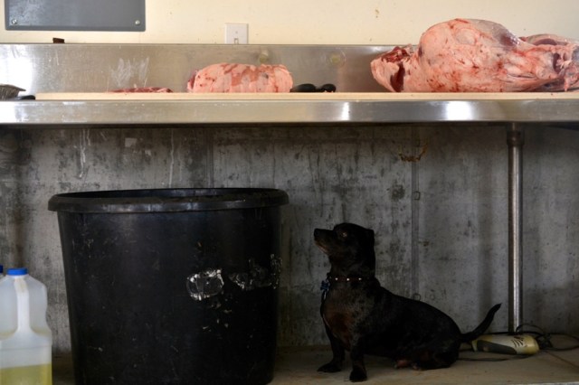 sister-hog-brother-tree-and-the-voice-of-copper13