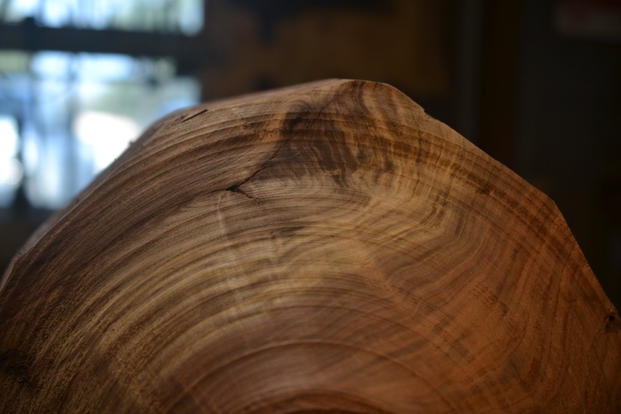 sister-hog-brother-tree-and-the-voice-of-copper15