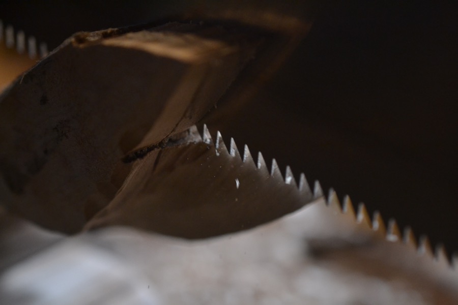 sister-hog-brother-tree-and-the-voice-of-copper24