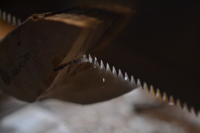 sister-hog-brother-tree-and-the-voice-of-copper24